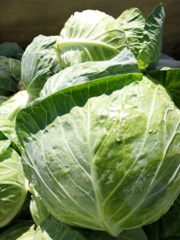 Mighty Boy F1 (5 gr) seminte de varza cu o capacitate mare de productie buna toleranta la temperaturi ridicate ce poate fi cultivata de primavara pana toamna, Mikado Kyowa