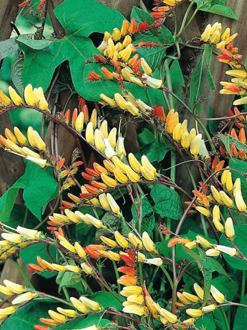 Mina lobata (0.5 grame) seminte de flori urcatoare pentru decorarea teraselor, Opal
