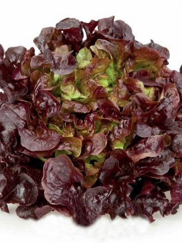 Murai (1000 seminte) drajate de salata creata tip oak leaf (frunza de stejar) de culoare rosu inchis si un gust placut ce nu emite tija florala, Rijk Zwaan