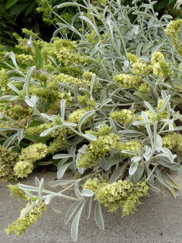 Mursalski Ceai (ghiveci 1 l), rasad de Mursalski ceai (Sideritis Scardica ), planta medicinala ceai de munte din Rodopi