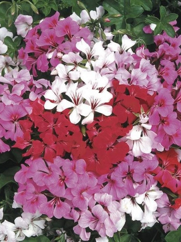 Muscata curgatoare Mixed - Seminte flori curgatoare Planta Perena de la Opal