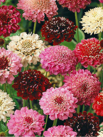 Muscata Dracului Sipica (scabiosa atropurpurea) 100 Seminte Flori de la Florian