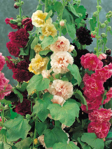 Nalba de gradina dubla mix (30 seminte) planta perena, flori duble, diferite culori, Agrosem