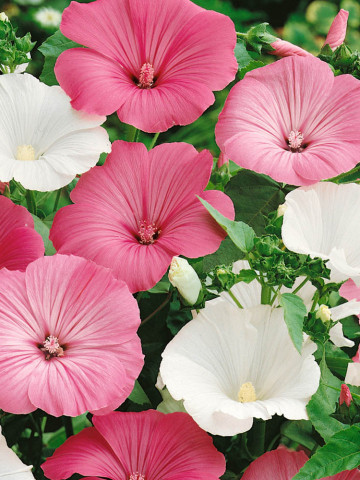 Nalba Lavatera trimestris mix (0,5 g), Seminte Flori Nalba, Planta Anuala de la Agrosem