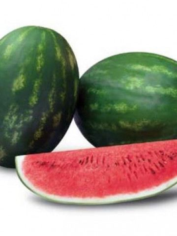 Odyssey F1 (500 seminte) de pepene verde cu fructe deosebit de calitative continut ridicat de zahar structura interioara uniforma destinat celor ce isi doresc calitate, Sakata