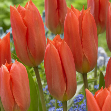 Orange Brilliant (8 bulbi), lalele orange, bulbi de flori