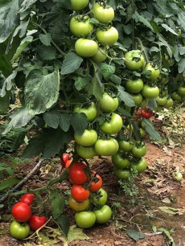 Ozkan F1 (500 seminte) tomate extratimpurii nedeterminate, Yuksel