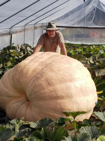 Pacific Giant (3 gr) de seminte de dovleac gigant ajunge pana la 300 kg, Seklos