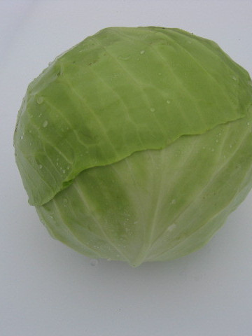 Paldiner (2500 seminte) de varza alba extratimpurie, capatana rodunda 1.5 - 1.7 kg, IZK Bulgaria