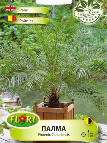 Palmier Phoenix Canariensis Seminte de Palmier de la Florian