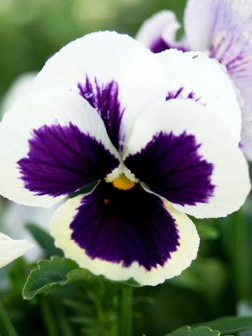 Panselute Silverbride (0.15 gr), seminte de panselute colorate superb in mov inchis si alb, Horti Tops