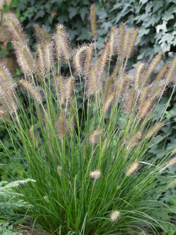 Pennisetum Compressum (ghiveci 1,5 l), iarba chinezeasca ornamentala