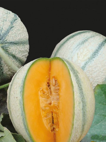 Pepene galben Charentais (1 kg), seminte de pepene galben, pulpa portocalie, zemoasa, aromata, Agrosem