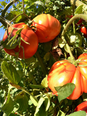 Pera D' Abruzzo (100 seminte) rosii determinate cu fructe mari de peste 250-300 grame frumoase cutate avand caracteristici deosebite atat din punct de vedere al gustului cat si al calitatii fructului tip Beef, Cora Seeds