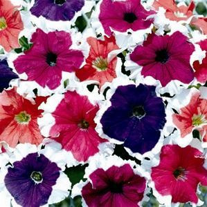 Petunia HIBRID Picotee Cascade Seminte Flori Petunia Picotee Mix de la Florian