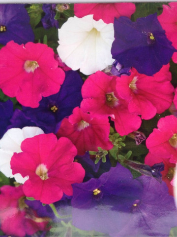 Petunia Mix - Seminte Flori Petunia Mix Planta Anuala de la Florian
