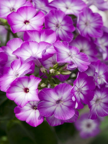 Phlox paniculata Purple Eye Flame (ghiveci 1 l), plante perene cu flori mari magenta-purpuriu intens si alb