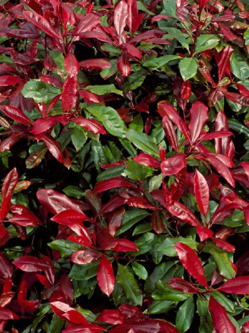 Photinia Robusta Compacta (ghiveci 1,5 L), arbust decorativ, coroana verde-rosiatica
