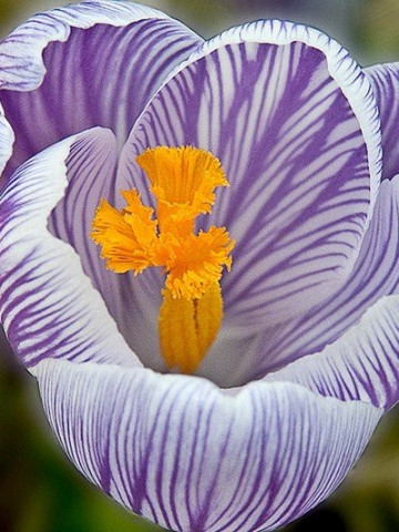 Pickwick (7 bulbi), Brândușe (Crocus) cu flori mari de culoare mov cu dungi albe, bulbi de flori