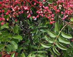 Pistacia Lentiscus (ghiveci 3 l), butas arbust de fistic, decorativ cu fructe comestibile
