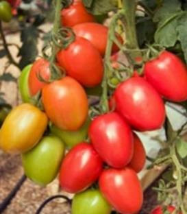Policarpo F1 (500 seminte) rosii ce se adapteaza perfect atat la cultura in spatii protejate cat si la cea de camp avand o fructificare foarte buna favorizand ciclu lung de productie, Enza Zaden