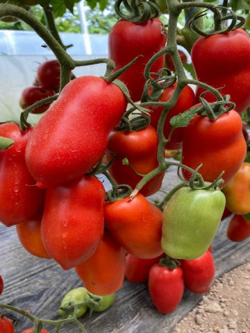 Portento F1 ( 100 seminte) tomate tip San Marzano, Seminis
