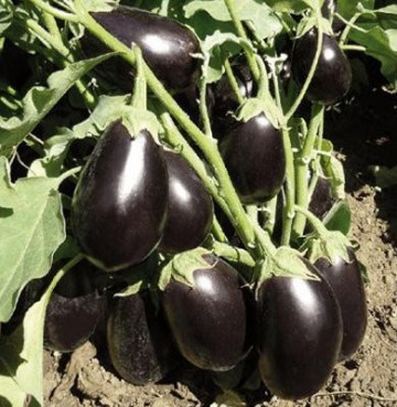 Printul Negru F1 (200 seminte) de vinete soi foarte productiv, gust excelent, Superior Serbia