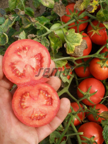 PROTON seminte tomate (10000 sem) soi tomate de camp timpurii, cu fructe rotund-ovale , uniforme si coacere concentrata, planta compacta si productiva, Semo Cehia