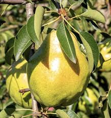 Puiet de par Williams (1 puiet), pom fructifer par de vara, fructe coaja subtire, parfumate, Yurta