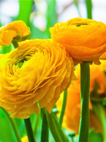 Ranunculus Yellow (10 bulbi), flori culoare galben, inflorescenta bogata, bulbi de flori