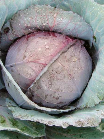 Red Dynasty F1 (1000 seminte) varza timpurie, Seminis