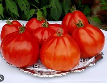 Red Pear (60 seminte) de rosii in forma de para, carnoase si gustoase, Seklos