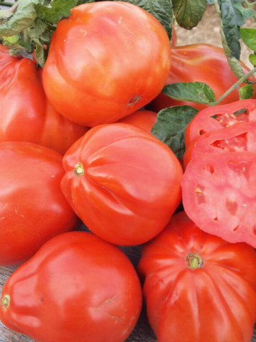 Red Pear Shaped (150 seminte) tomate in forma de para soi italian, crestere nedeterminata tip Beef, Sem Luca