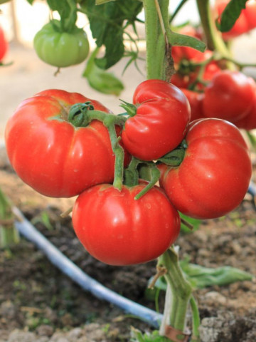 Roker (1500 seminte) Tomate pentru Camp Soi Sarbesc de la Superior Seeds