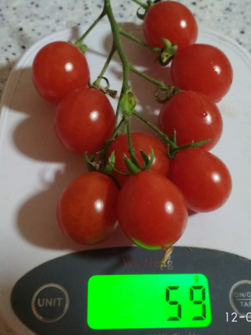 Rosii Cherry Cherry Swettie (soi mama a tomatelor Sweet Million F1) seminte de rosii nedeterminate Cherry timpuriu