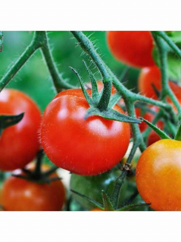 Rosii Cherry rosu - 0.5 gr - Seminte Tomate Soi semitimpuriu tip Cherry Florian Bulgaria