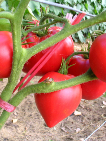 Rosii Inima de Bou Rosu (900 seminte) tomate soi rustic fructe mari, semideterminate, Agrosem