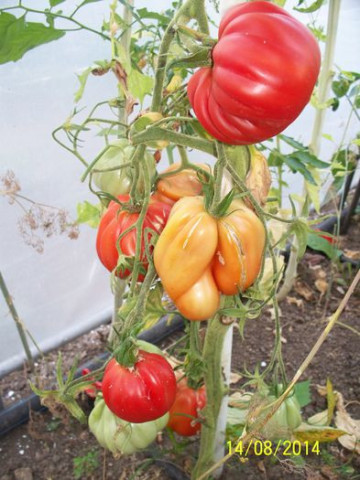 Rosii Pearson sel d'Albenga (250 seminte), tomate cu fructe mari in forma de para tip Albenga tip Beef, Prima Sementi