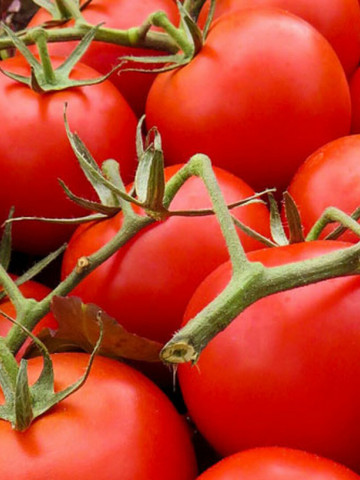 Rosii Red Cherry, (100 seminte) tomate cherry rosii soi timpuriu, crestere nedeterminata, Agrosem