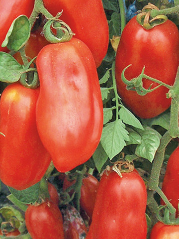 Rosii San Marzano 2 (150 seminte) tomate gustoase, seminte putine, Agrosem