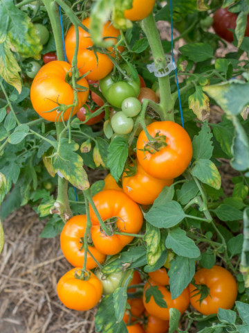 Rosii Zloty Ozarowski (90 seminte), tomate portocalii, soi semitimpuriu, crestere nedeterminata, Agrosem