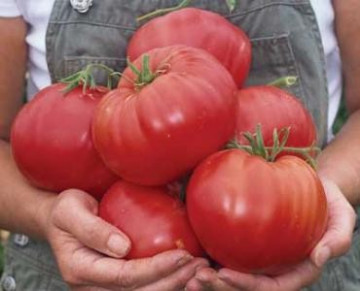 Rosii Zmeura Gigant (Malinowy Olbrzym) 150 de seminte Tomate tip Gigant Roz Soi cu Crestere Nedeterminata origine Polonia
