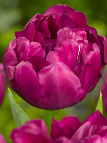 Royal Acres (8 bulbi), lalele cilam aprins, bulbi de flori