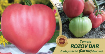 Rozov Dar (250 seminte) de rosii tip Inima de Bivol Gigant, Dar Roz, Florian