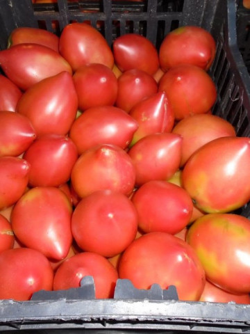 Rugby F1 (250 seminte) de tomate nedeterminate Rugby pentru sere, Geosem