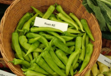 Rush F1 (100 seminte) ardei iute semitimpuriu pentru sere si solarii culoare verde inchis, Rijk Zwaan