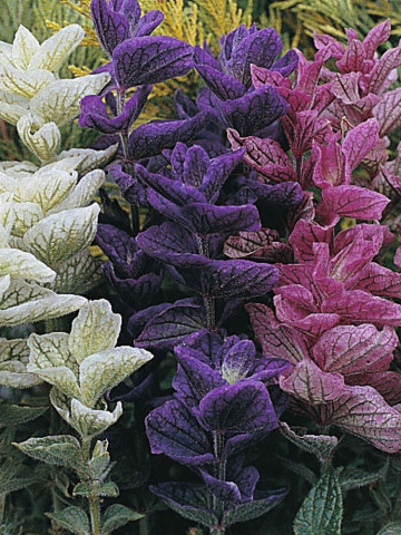 Salvia Tricolor Mixed - Seminte Flori Salvia Tricolor Mixed de la Florian