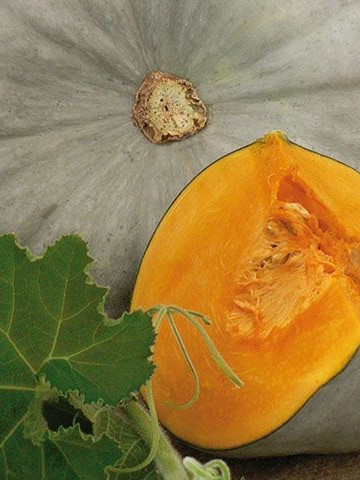 Sampson F1 - 500 sem - Seminte de dovleac cu fructe de dimensiuni mari 5-7 kg vigoare puternica si legare buna a fructelor cu forma rotund-turtita ce se preteaza atat comercializarii directe cat si pastrarii de la Enza Zaden