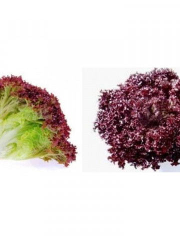 Sanguine - 10 grame - Seminte de salata cu frunza rosie ce se preteaza cultivarii protejate pentru productiile de primavara si toamna de la Clause
