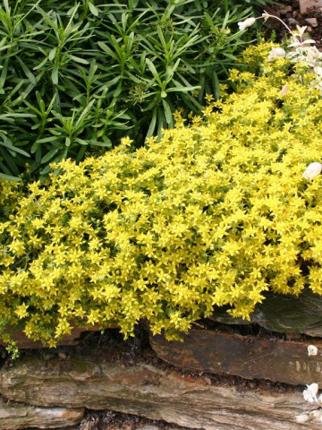 Sedum album acre Aurea (ghiveci 1 L), rasad planta suculenta vesnic verde, frunze galben-verzui, flori stelate galbene